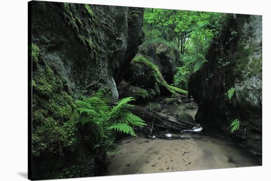 Halerbach - Haupeschbach Flowing Between Moss Covered Rocks with Ferns (Dryopteris Sp.) Luxembourg-Tønning-Stretched Canvas