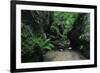 Halerbach - Haupeschbach Flowing Between Moss Covered Rocks with Ferns (Dryopteris Sp.) Luxembourg-Tønning-Framed Photographic Print