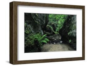 Halerbach - Haupeschbach Flowing Between Moss Covered Rocks with Ferns (Dryopteris Sp.) Luxembourg-Tønning-Framed Photographic Print