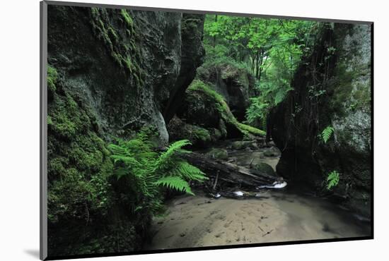 Halerbach - Haupeschbach Flowing Between Moss Covered Rocks with Ferns (Dryopteris Sp.) Luxembourg-Tønning-Mounted Photographic Print