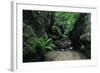 Halerbach - Haupeschbach Flowing Between Moss Covered Rocks with Ferns (Dryopteris Sp.) Luxembourg-Tønning-Framed Photographic Print