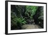 Halerbach - Haupeschbach Flowing Between Moss Covered Rocks with Ferns (Dryopteris Sp.) Luxembourg-Tønning-Framed Photographic Print