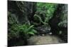 Halerbach - Haupeschbach Flowing Between Moss Covered Rocks with Ferns (Dryopteris Sp.) Luxembourg-Tønning-Mounted Photographic Print