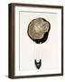Half a Truffle on a Meat Fork-Marc O^ Finley-Framed Photographic Print