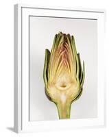 Half Artichoke, Italy, Europe-Nico Tondini-Framed Photographic Print