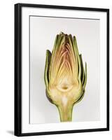 Half Artichoke, Italy, Europe-Nico Tondini-Framed Photographic Print