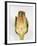 Half Artichoke, Italy, Europe-Nico Tondini-Framed Photographic Print