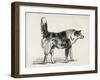 Half Bred Shepherd Dog with Hostile Intentions, from Charles Darwin's 'The Expression of the…-Mr. A. May-Framed Giclee Print