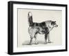 Half Bred Shepherd Dog with Hostile Intentions, from Charles Darwin's 'The Expression of the…-Mr. A. May-Framed Giclee Print