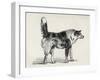 Half Bred Shepherd Dog with Hostile Intentions, from Charles Darwin's 'The Expression of the…-Mr. A. May-Framed Giclee Print