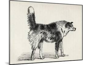 Half Bred Shepherd Dog with Hostile Intentions, from Charles Darwin's 'The Expression of the…-Mr. A. May-Mounted Giclee Print