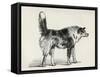 Half Bred Shepherd Dog with Hostile Intentions, from Charles Darwin's 'The Expression of the…-Mr. A. May-Framed Stretched Canvas