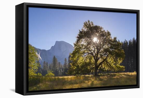 Half Dome and Elm Tree in Cooks Meadow, Yosemite Valley, California, USA. Autumn (October)-Adam Burton-Framed Stretched Canvas