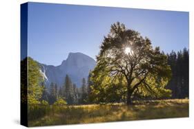 Half Dome and Elm Tree in Cooks Meadow, Yosemite Valley, California, USA. Autumn (October)-Adam Burton-Stretched Canvas
