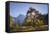 Half Dome and Elm Tree in Cooks Meadow, Yosemite Valley, California, USA. Autumn (October)-Adam Burton-Framed Stretched Canvas