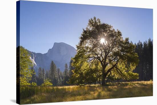 Half Dome and Elm Tree in Cooks Meadow, Yosemite Valley, California, USA. Autumn (October)-Adam Burton-Stretched Canvas