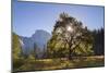 Half Dome and Elm Tree in Cooks Meadow, Yosemite Valley, California, USA. Autumn (October)-Adam Burton-Mounted Photographic Print