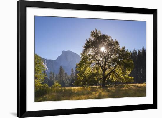 Half Dome and Elm Tree in Cooks Meadow, Yosemite Valley, California, USA. Autumn (October)-Adam Burton-Framed Photographic Print