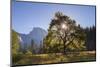 Half Dome and Elm Tree in Cooks Meadow, Yosemite Valley, California, USA. Autumn (October)-Adam Burton-Mounted Photographic Print