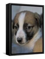 Half / Mixed Breed Puppy-Adriano Bacchella-Framed Stretched Canvas