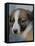 Half / Mixed Breed Puppy-Adriano Bacchella-Framed Stretched Canvas