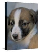 Half / Mixed Breed Puppy-Adriano Bacchella-Stretched Canvas