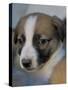 Half / Mixed Breed Puppy-Adriano Bacchella-Stretched Canvas