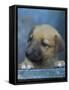 Half / Mixed Breed Puppy-Adriano Bacchella-Framed Stretched Canvas