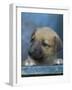 Half / Mixed Breed Puppy-Adriano Bacchella-Framed Photographic Print