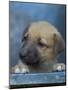 Half / Mixed Breed Puppy-Adriano Bacchella-Mounted Photographic Print