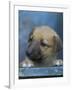 Half / Mixed Breed Puppy-Adriano Bacchella-Framed Photographic Print