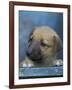 Half / Mixed Breed Puppy-Adriano Bacchella-Framed Photographic Print