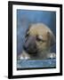 Half / Mixed Breed Puppy-Adriano Bacchella-Framed Photographic Print