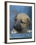 Half / Mixed Breed Puppy-Adriano Bacchella-Framed Photographic Print