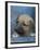 Half / Mixed Breed Puppy-Adriano Bacchella-Framed Photographic Print