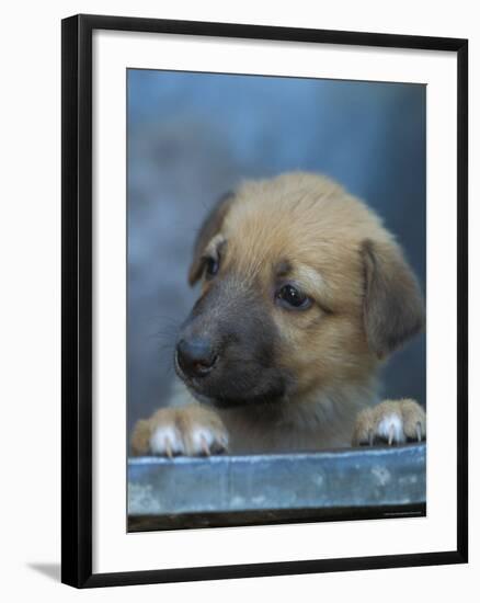 Half / Mixed Breed Puppy-Adriano Bacchella-Framed Photographic Print