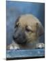 Half / Mixed Breed Puppy-Adriano Bacchella-Mounted Photographic Print