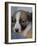 Half / Mixed Breed Puppy-Adriano Bacchella-Framed Photographic Print