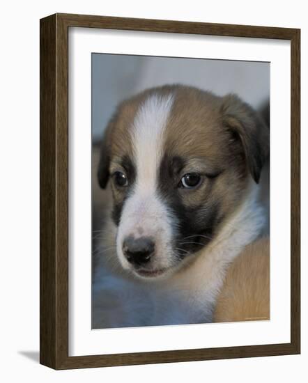 Half / Mixed Breed Puppy-Adriano Bacchella-Framed Photographic Print