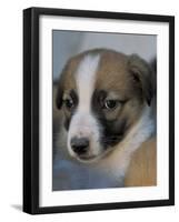 Half / Mixed Breed Puppy-Adriano Bacchella-Framed Photographic Print