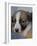Half / Mixed Breed Puppy-Adriano Bacchella-Framed Photographic Print