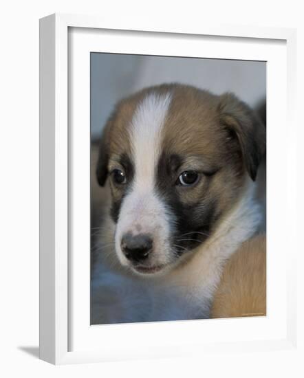 Half / Mixed Breed Puppy-Adriano Bacchella-Framed Photographic Print