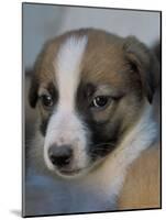 Half / Mixed Breed Puppy-Adriano Bacchella-Mounted Photographic Print