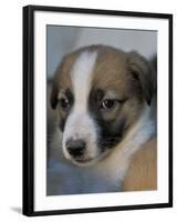 Half / Mixed Breed Puppy-Adriano Bacchella-Framed Photographic Print