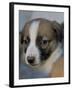 Half / Mixed Breed Puppy-Adriano Bacchella-Framed Photographic Print