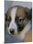 Half / Mixed Breed Puppy-Adriano Bacchella-Mounted Photographic Print