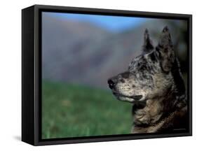 Half / Mixed Breed-Adriano Bacchella-Framed Stretched Canvas