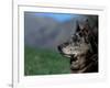 Half / Mixed Breed-Adriano Bacchella-Framed Photographic Print