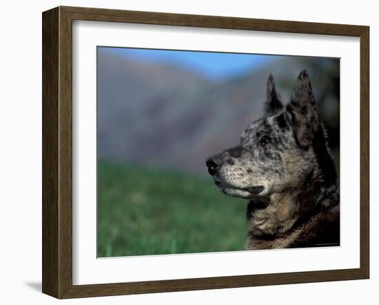 Half / Mixed Breed-Adriano Bacchella-Framed Photographic Print