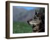 Half / Mixed Breed-Adriano Bacchella-Framed Photographic Print